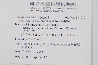 燕尾蕨藏品圖，第2張