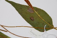 燕尾蕨藏品圖，第3張