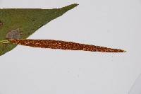 燕尾蕨藏品圖，第4張