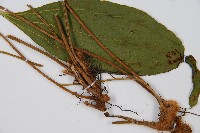 燕尾蕨藏品圖，第5張