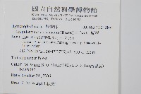 瓶蕨藏品圖，第2張