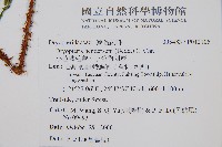 小苞鱗毛蕨、小苞肉刺蕨藏品圖，第2張