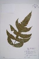 假腸蕨藏品圖，第1張