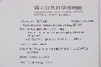 假腸蕨藏品圖，第2張