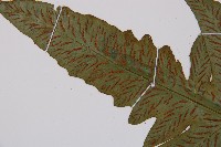 假腸蕨藏品圖，第4張