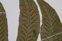 假腸蕨藏品圖，第5張