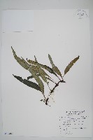 波氏星蕨藏品圖，第1張