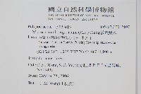 波氏星蕨藏品圖，第2張