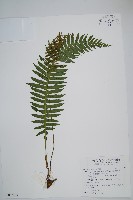 耳形瘤足蕨藏品圖，第1張