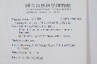 耳形瘤足蕨藏品圖，第2張