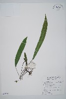 單葉雙蓋蕨藏品圖，第1張