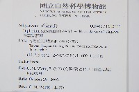 單葉雙蓋蕨藏品圖，第2張