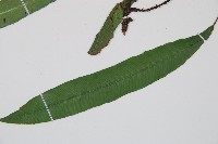 單葉雙蓋蕨藏品圖，第4張