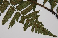 德氏雙蓋蕨藏品圖，第3張