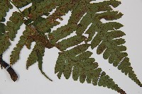 德氏雙蓋蕨藏品圖，第4張