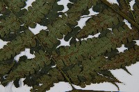 德氏雙蓋蕨藏品圖，第5張