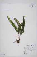 生芽鐵角蕨藏品圖，第1張