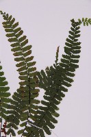 生芽鐵角蕨藏品圖，第3張