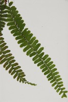 生芽鐵角蕨藏品圖，第4張