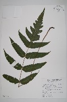 聖蕨藏品圖，第1張