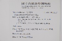 聖蕨藏品圖，第2張