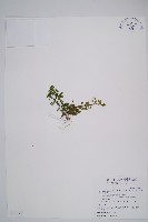 長柄千層塔藏品圖，第1張