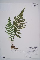 黑葉貞蕨藏品圖，第1張