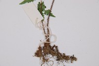 黑葉貞蕨藏品圖，第3張