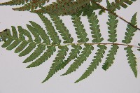 黑葉貞蕨藏品圖，第4張