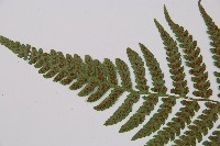 黑葉貞蕨藏品圖，第6張