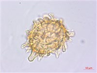 黑葉貞蕨藏品圖，第4張