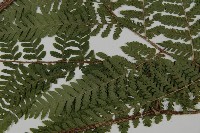 肋毛蕨藏品圖，第4張