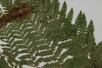 肋毛蕨藏品圖，第5張