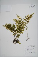 蕗蕨藏品圖，第1張