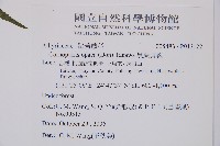 黑葉貞蕨藏品圖，第2張