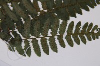 黑葉貞蕨藏品圖，第3張