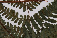 黑葉貞蕨藏品圖，第4張