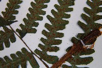 黑葉貞蕨藏品圖，第5張