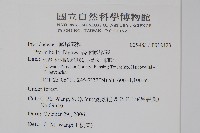 長柄鳳尾蕨藏品圖，第2張