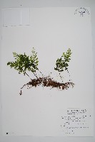 細葉蕗蕨藏品圖，第1張