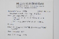 細葉蕗蕨藏品圖，第2張