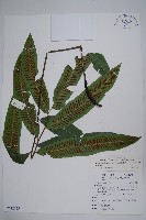 厚葉雙蓋蕨藏品圖，第1張