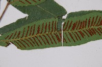 厚葉雙蓋蕨藏品圖，第3張