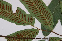 厚葉雙蓋蕨藏品圖，第4張