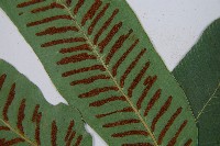 厚葉雙蓋蕨藏品圖，第5張