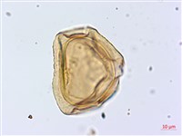 厚葉雙蓋蕨藏品圖，第2張