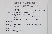 廣葉深山雙蓋蕨藏品圖，第2張