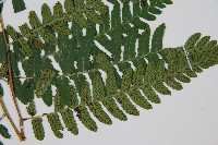 廣葉深山雙蓋蕨藏品圖，第3張