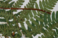 廣葉深山雙蓋蕨藏品圖，第4張