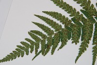 廣葉深山雙蓋蕨藏品圖，第5張